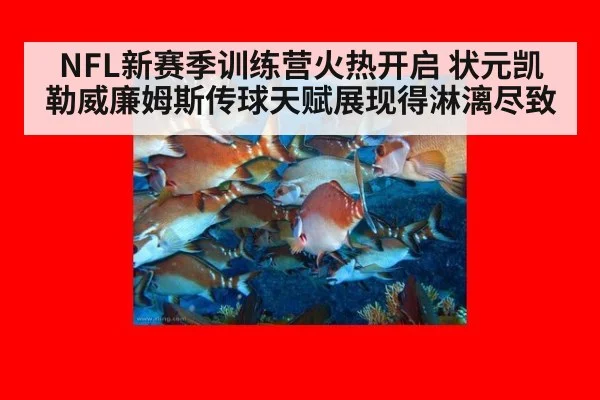 NFL新赛季训练营火热开启 状元凯勒威廉姆斯传球天赋展现得淋漓尽致